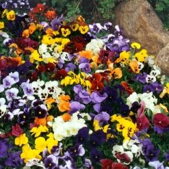 Pansy 'Universal Mixed' F1 Hybrid -Dobies PANS UNIVERSAL S24560