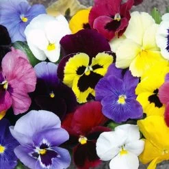 Pansy 'Universal Mixed' F1 Hybrid -Dobies PANS UNIVERSAL T24589