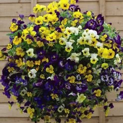 Pansy Plants - Waterfall Mix