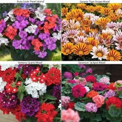 Patio Container Collection