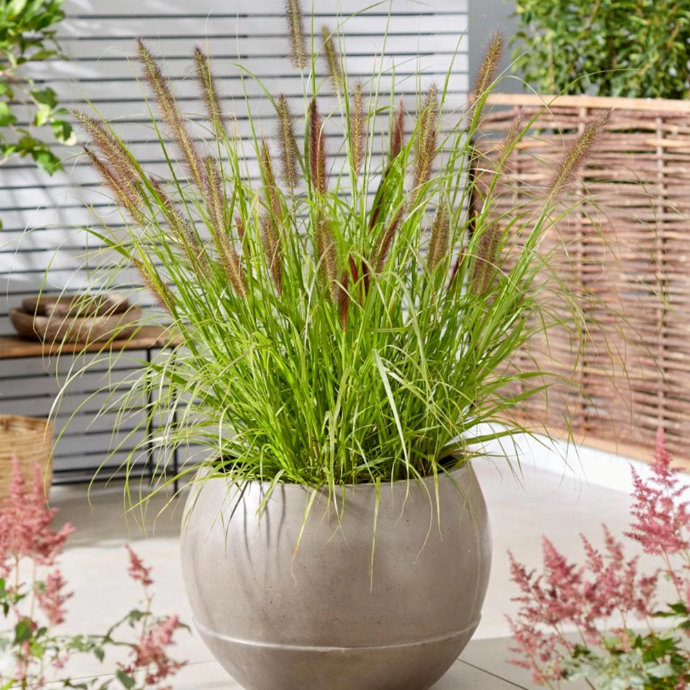 Pennisetum - Black Beauty 1 Pennisetum - Black Beauty