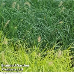 Pennisetum 'Hameln Gold'