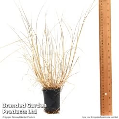 Pennisetum 'Hameln' -Dobies PENN HAMELY9CM T47418