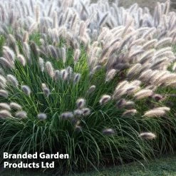Pennisetum Compressum
