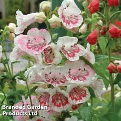 Penstemon Strawberries & Cream (Icecream)