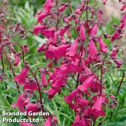 Penstemon Pensham Just Jayne