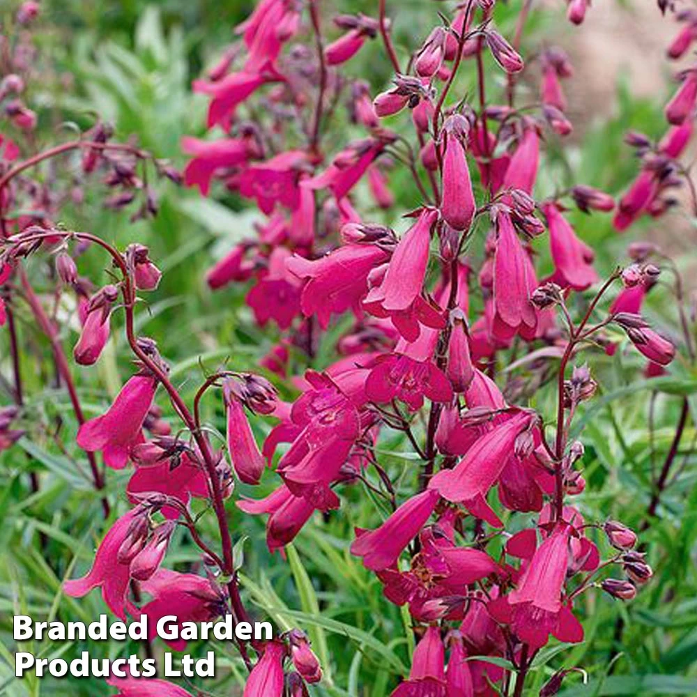 Penstemon Pensham Just Jayne 1 Penstemon Pensham Just Jayne
