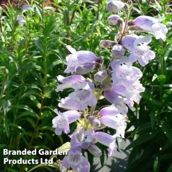Penstemon Sour Grapes