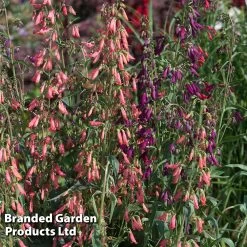 Penstemon Barbartus 'Twizzle' -Dobies PENS TWIZZLEMI S405573