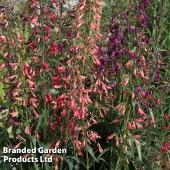 Penstemon Barbartus 'Twizzle' -Dobies PENS TWIZZLEMI S405582