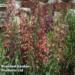 Penstemon Barbartus 'Twizzle' -Dobies PENS TWIZZLEMI S405592