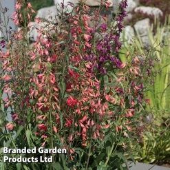 Penstemon Barbartus 'Twizzle' -Dobies PENS TWIZZLEMI S406122