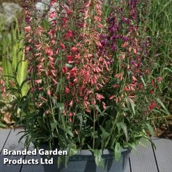 Penstemon Barbartus 'Twizzle' -Dobies PENS TWIZZLEMI S406133