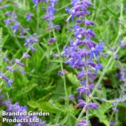 Perovskia Crazy Blue