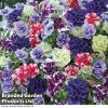 Petunia Frills & Spills™ Mixed