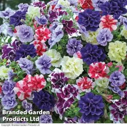 Petunia Frills & Spills™ Mixed
