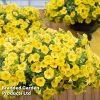 Petunia Capella™ Hello Yellow