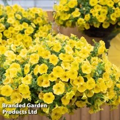 Petunia Capella™ Hello Yellow