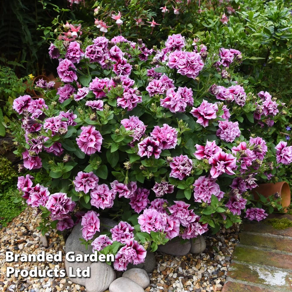 Petunia Frills & Spills Francesca 1 Petunia Frills & Spills Francesca