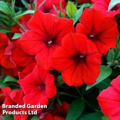 Petunia 'Trailing Surfinia Deep Red' -Dobies PETU T16312 A