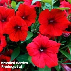 Petunia 'Trailing Surfinia Deep Red' -Dobies PETU T16312 B