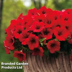 Petunia 'Trailing Surfinia Deep Red' -Dobies PETU T16312 D