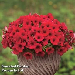 Petunia 'Trailing Surfinia Deep Red' -Dobies PETU T16312 E