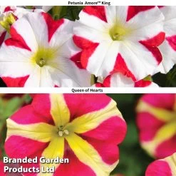 Petunia 'Amore™ King & Queen Of Hearts' Duo
