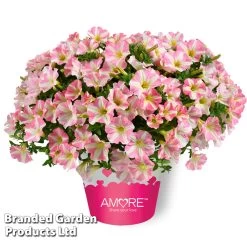 Petunia 'Amore Pink Princess' -Dobies PETU AMOREPRIN S53261