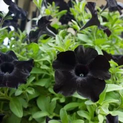 Petunia Back To Black