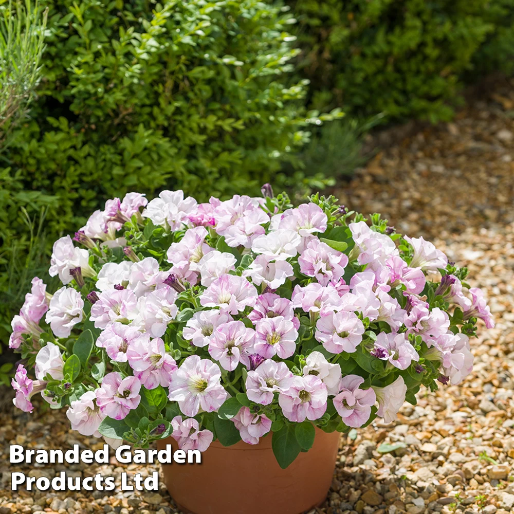 Petunia 'Bridal Blush' 1 Petunia 'Bridal Blush'