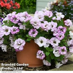 Petunia 'Bridal Blush' 12 Petunia 'Bridal Blush' -Dobies PETU BRIDALBLU T53458