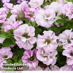 Petunia 'Bridal Blush' 13 Petunia 'Bridal Blush' -Dobies PETU BRIDALBLU T53465