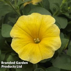Petunia 'Caliburst Petchoa Yellow' -Dobies PETU CALIYELLO S53293