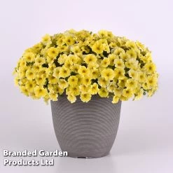 Petunia 'Caliburst Petchoa Yellow' -Dobies PETU CALIYELLO S53298