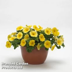 Petunia 'Caliburst Petchoa Yellow' -Dobies PETU CALIYELLO S53299