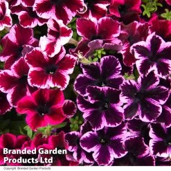Petunia 'Cosmic Duo'