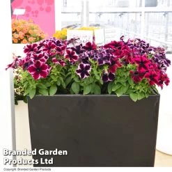 Petunia 'Cosmic Duo' -Dobies PETU COSMICMIX T40830