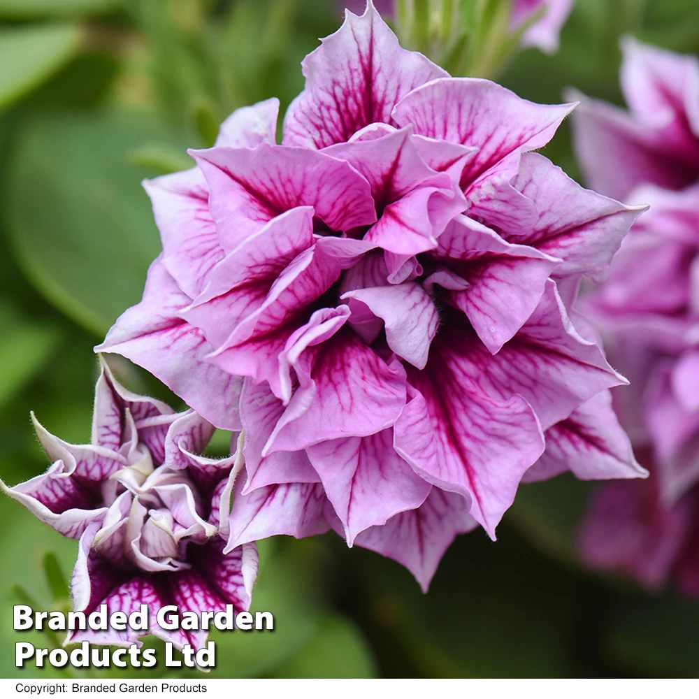 Petunia Frills & Spills Francesca 2 Petunia Frills & Spills Francesca - Image 2