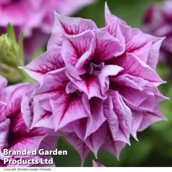 Petunia Frills & Spills Francesca 9 Petunia Frills & Spills Francesca -Dobies PETU FRANCESCA T31237