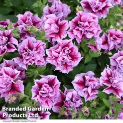 Petunia Frills & Spills Francesca 10 Petunia Frills & Spills Francesca -Dobies PETU FRANCESCA T31242
