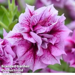 Petunia Frills & Spills Francesca 11 Petunia Frills & Spills Francesca -Dobies PETU FRANCESCA T31243