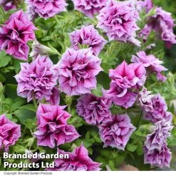 Petunia Frills & Spills Francesca 12 Petunia Frills & Spills Francesca -Dobies PETU FRANCESCA T31246