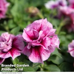 Petunia Frills & Spills Francesca 13 Petunia Frills & Spills Francesca -Dobies PETU FRANCESCA T33065