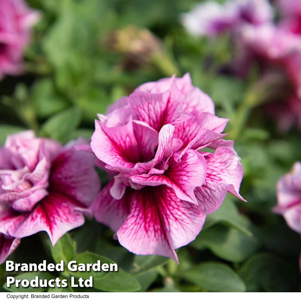 Petunia Frills & Spills Francesca 7 Petunia Frills & Spills Francesca - Image 7