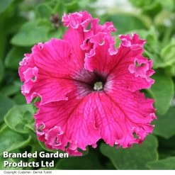 Petunia 'Frillytunia Pink'