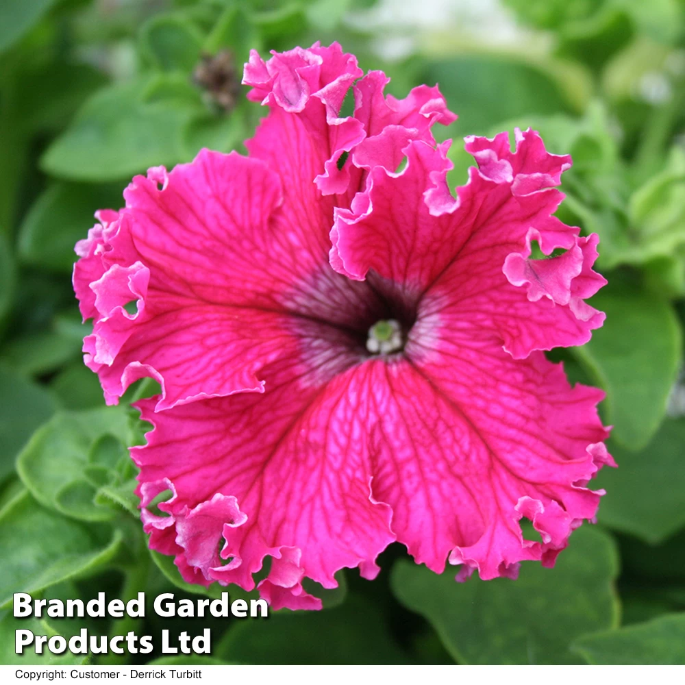 Petunia 'Frillytunia Pink' 1 Petunia 'Frillytunia Pink'
