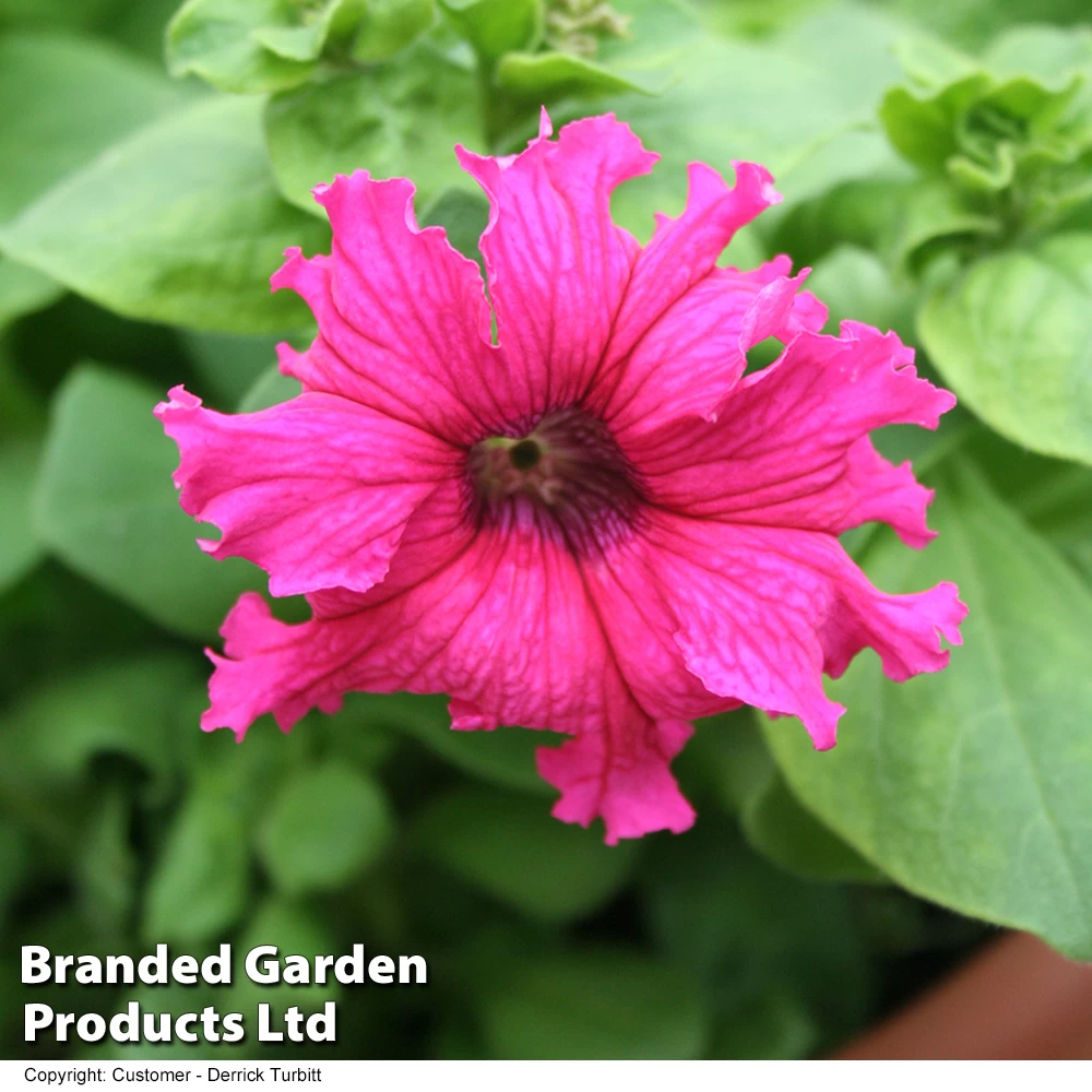 Petunia 'Frillytunia Pink' 2 Petunia 'Frillytunia Pink' - Image 2