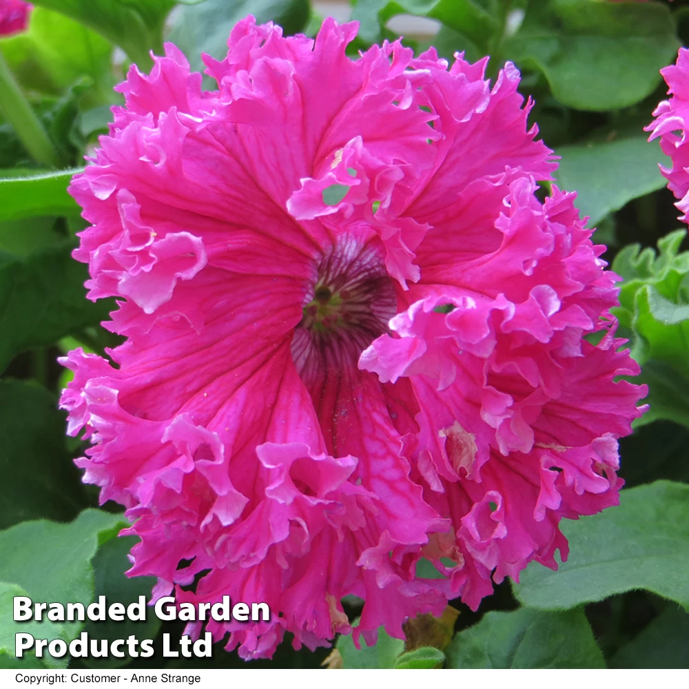 Petunia 'Frillytunia Pink' 3 Petunia 'Frillytunia Pink' - Image 3