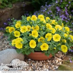 Petunia Capella™ Hello Yellow -Dobies PETU HELLOWYEL T34154